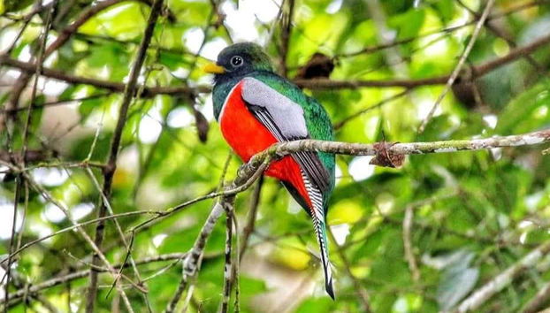 Contemplando as aves da reserva Santa Elena