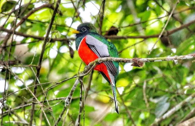 Excursão privada à reserva Santa Elena + Nascente do rio Tioyacu - Foto 3