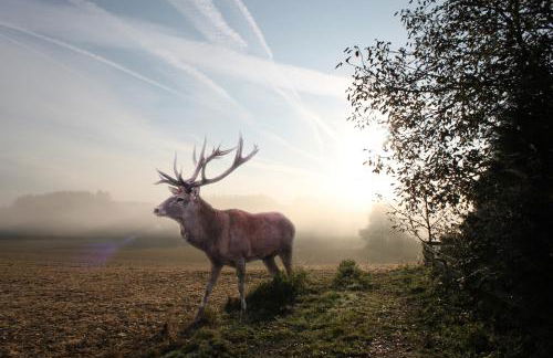 Ferienhaus Kranich - Foto 26