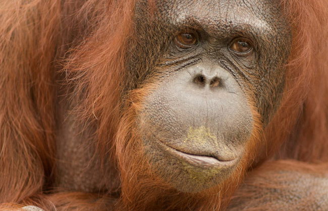 Jungle Park - Foto 1