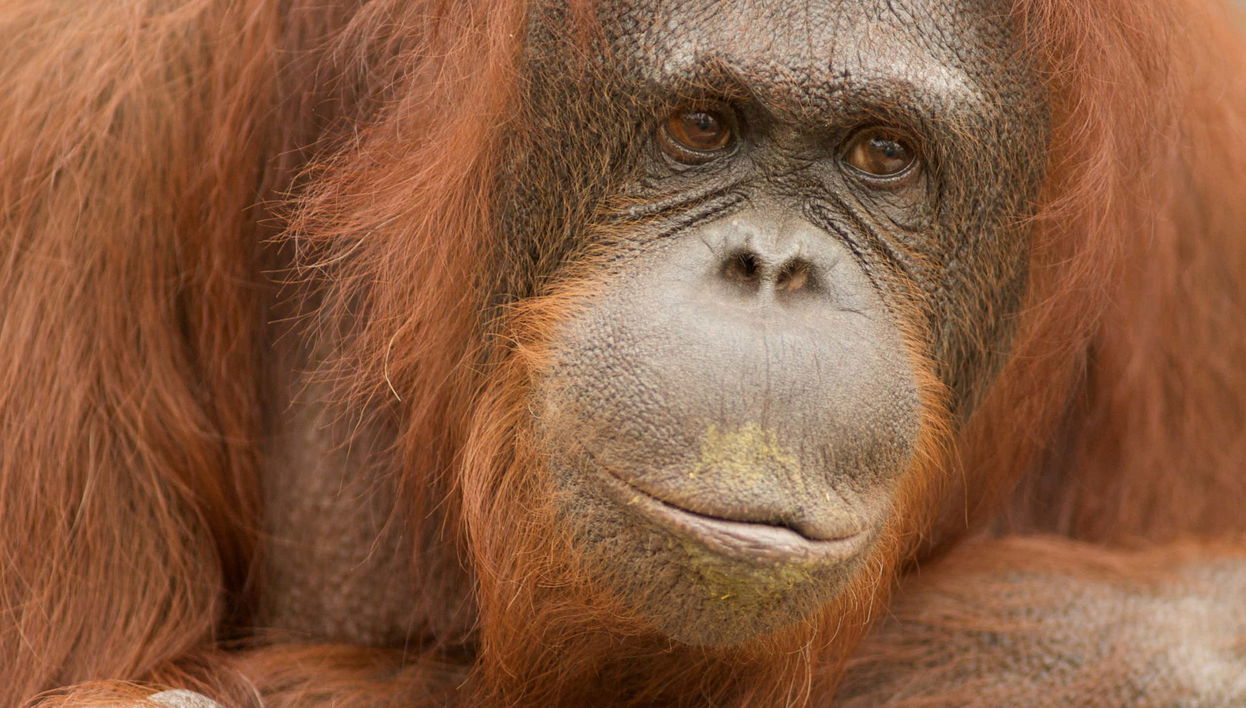 Entrada a Jungle Park