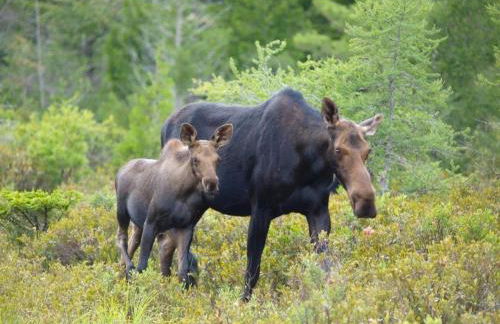Waterfront Cottage Moosehead Lake - Foto 71