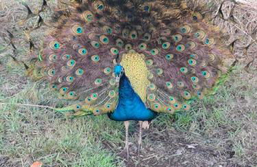 Pension Ronnys wilde Wiese - Foto 32