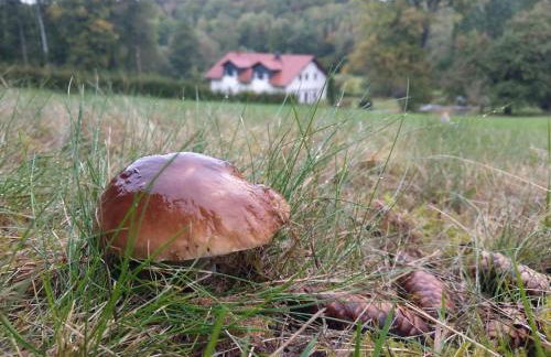 Wald-Apartment - Foto 18