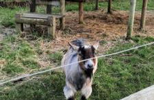 Blashford Manor Farmhouse Holiday Cottage - The Shire Cottage - Foto 11