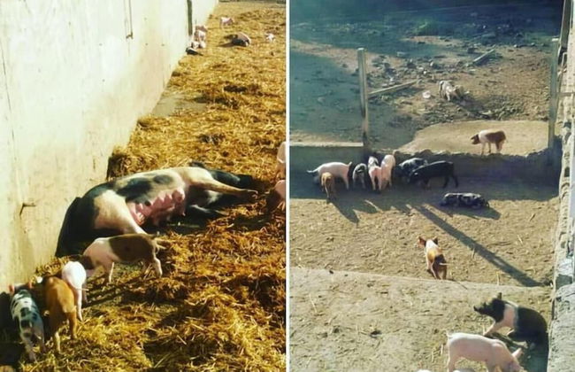 Agriturismo Agrifoglio - Foto 51