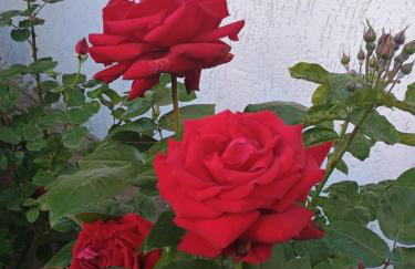 Chata Pod Różą - Photo 1