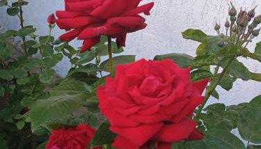 Chata Pod Różą - Foto 1