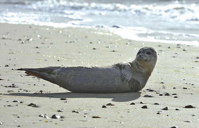 Cottage, Witsum - Foto 14