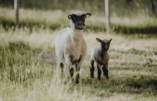 Ferienwohnung Schaible - Foto 17