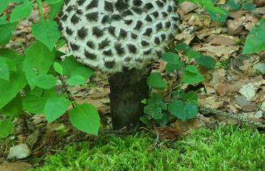 Rustikale Wanderhütte am Angelteich - Foto 23