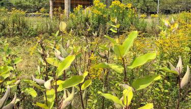 Apple Orchard & Forest Retreat with Woodland Pond - Foto 4