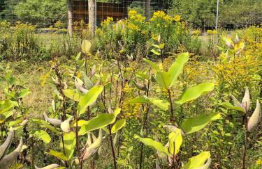 Apple Orchard & Forest Retreat with Woodland Pond - Foto 4