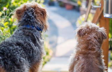 Enlli Fach cabin sleep's 2 adults and 2 children 2 dogs welcome not suitable for contract workers due to parking height restrictions - Photo 20