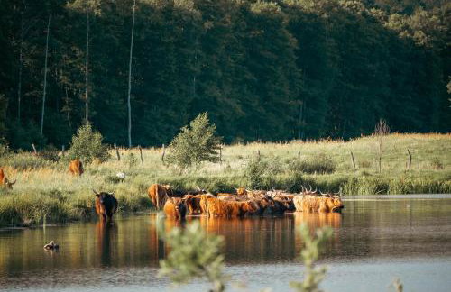 Krovacja - całoroczne domki w Puszczy Noteckiej - Foto 28