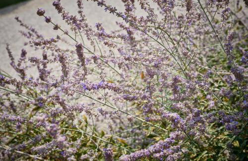 Verdenoce Agriturismo - Foto 65