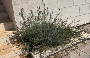 Holiday home Beyla - Foto 18