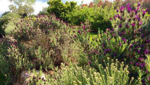 Clos Simoni - Foto 5