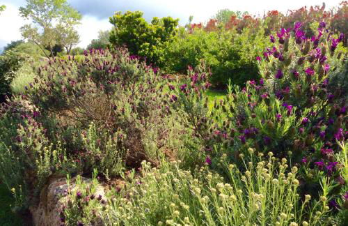 Clos Simoni - Foto 5