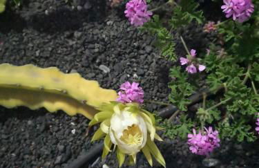 Bungalow tranquillo e soleggiato - Photo 36