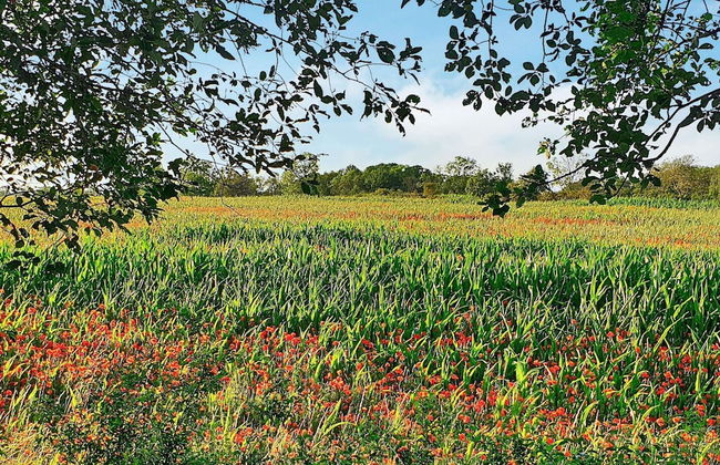 6 Person Holiday Home in Kopingsvik-by Traum - Foto 21