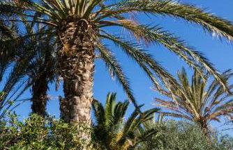 Bougainvillea House in Crete - Foto 27