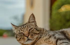 Ca Nova Agriturismo - Foto 48