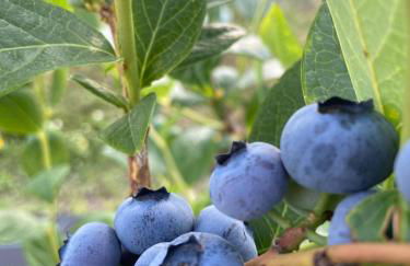 Quinta da Cumieira Nova - Foto 27