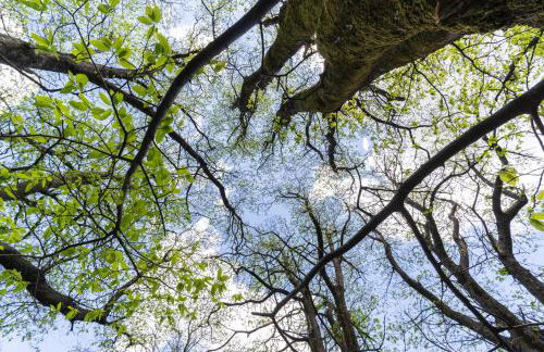 Hani Kastania - Chania retreat for families and groups for holidays and workshops - Foto 29