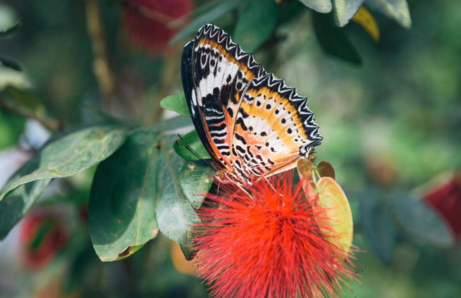Half Day Botanical Garden And Butterfly Farm - Foto 1