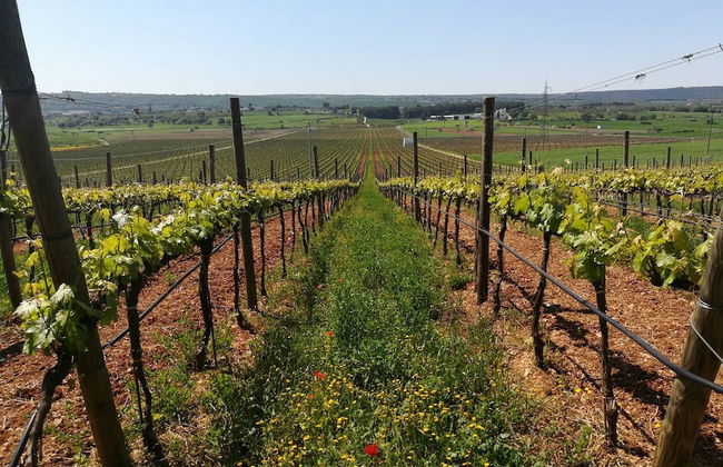 Masseria Torricella - Foto 36