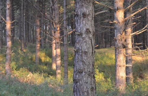 La villa dans les pins - Photo 21