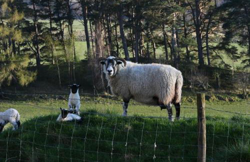 Birch Cottage - Foto 27