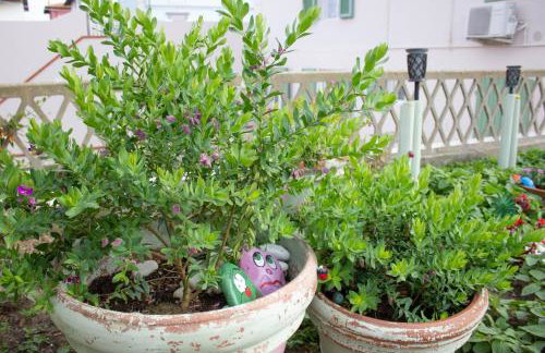 la coccinella - Photo 42