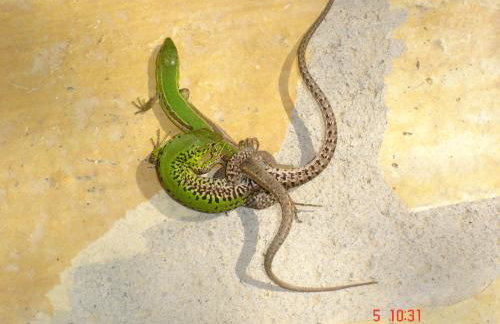 Aroggia Farm - Foto 25