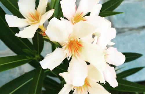 Lucia's Home - Foto 23