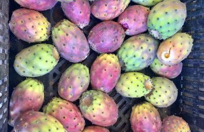 Agriturismo Tenuta Sant'Antonio - Foto 17