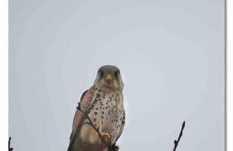 Newton Hall Farm cottage, hot tub garden views Nr Lytham Ribby - Foto 18