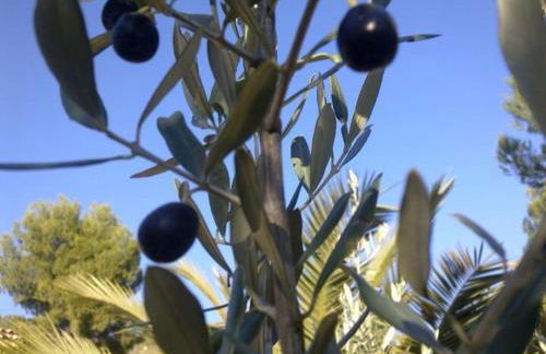 Les Amandiers - Foto 31