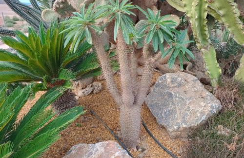 El Oasis Morado - Foto 36