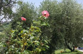 Il Merangolo - Foto 10