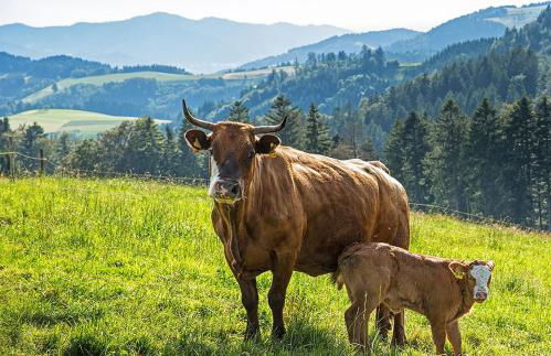 Ferienwohnung Meierhof, 38qm - Foto 7