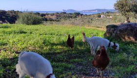 Villa Boeddu, relax tra mare e campagna - Foto 4