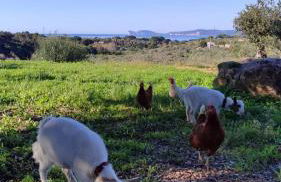 Villa Boeddu, relax tra mare e campagna - Foto 4
