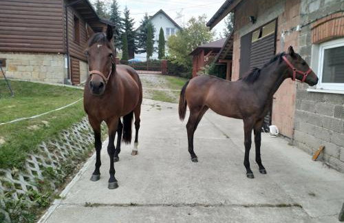 Agroturystyka Śliwkowy Sad - Foto 4