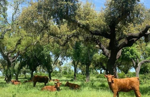 Herdade Da Maridona - Agroturismo - Foto 10