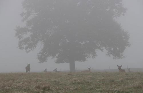 Peartree Cottage - Foto 24