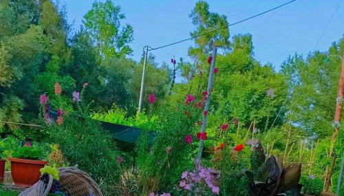 Venetton Garden House Corfu - Foto 1, Garden, Garden view