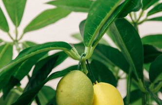 Tree House - Casa Limoeiro - Foto 7