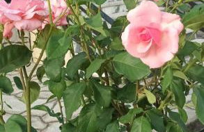 KALLIOPI'S HOUSE - Foto 31